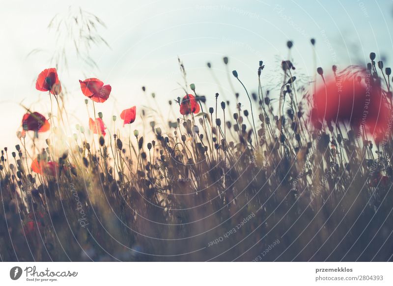 Mohnblumen und andere Pflanzen auf dem Feld Kräuter & Gewürze schön Sommer Garten Natur Blume Gras Blüte Wiese hell wild grün rot Idylle Hintergrund