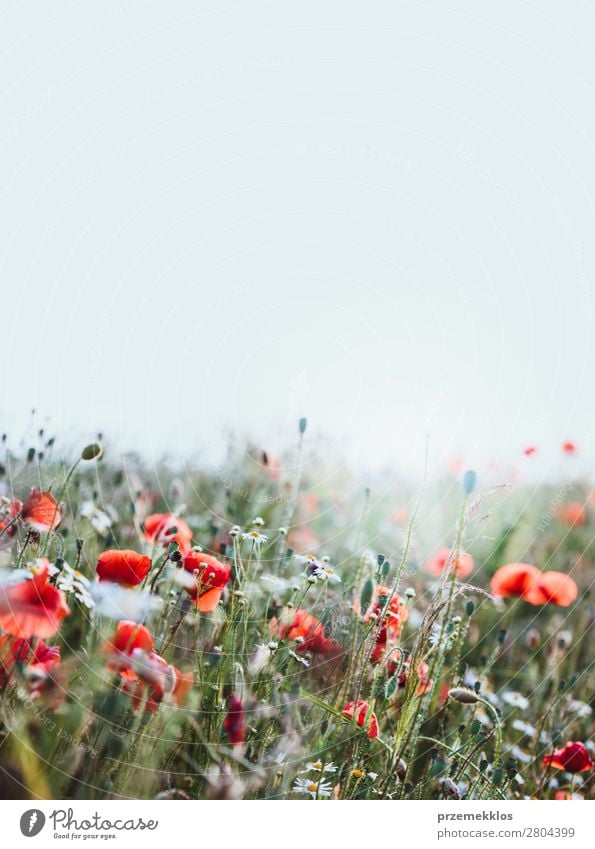 Mohnblumen und andere Pflanzen auf dem Feld Kräuter & Gewürze schön Sommer Garten Natur Blume Gras Blüte Wiese hell wild grün rot Idylle Hintergrund