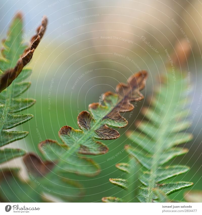 grüner Farn Pflanze Blätter Wurmfarn Blatt abstrakt Konsistenz Garten geblümt Natur Dekoration & Verzierung Außenaufnahme zerbrechlich Hintergrundbild Winter