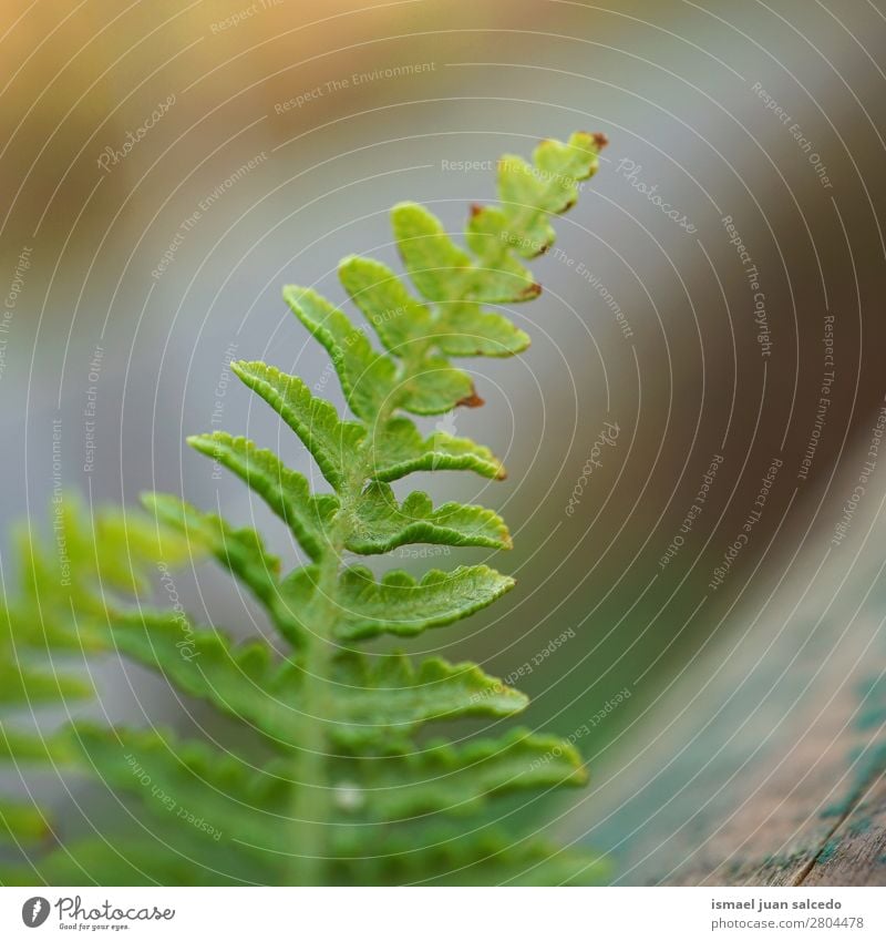 grüner Farn Pflanze Blatt Wurmfarn abstrakt Konsistenz Garten geblümt Natur Dekoration & Verzierung Außenaufnahme zerbrechlich Hintergrundbild Winter Herbst