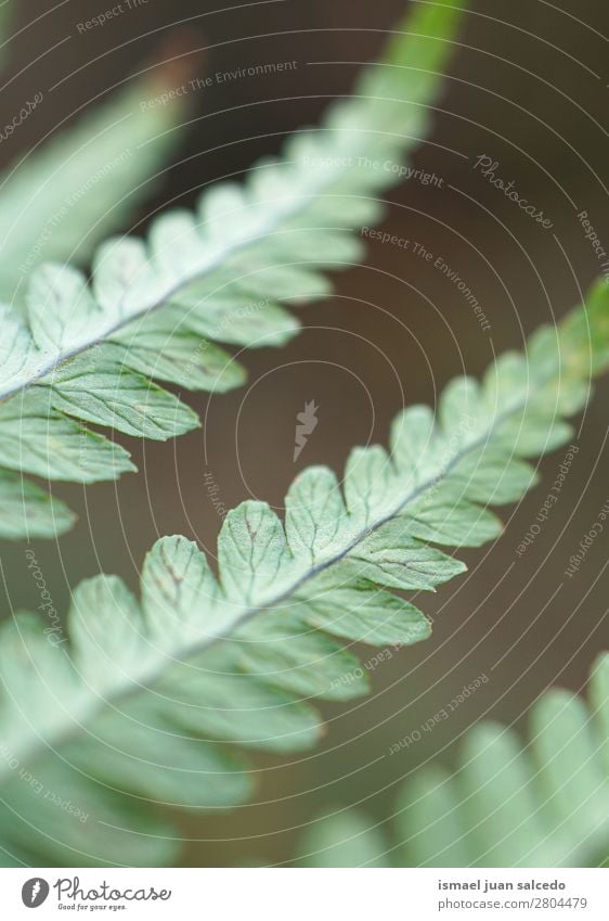 grüner Farn Pflanze Blätter Wurmfarn Blatt abstrakt Konsistenz Garten geblümt Natur Dekoration & Verzierung Außenaufnahme zerbrechlich Hintergrundbild Winter