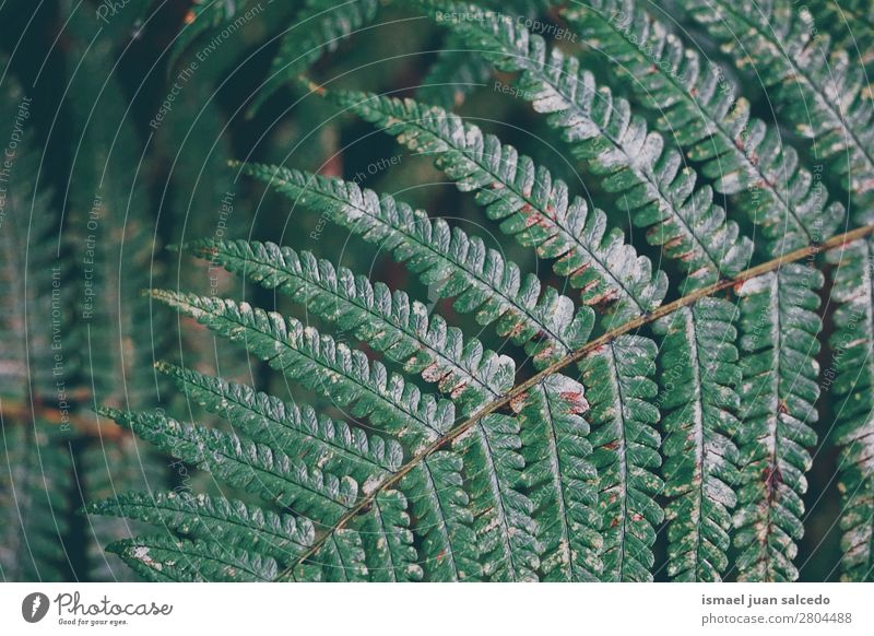 grüner Farn Pflanze Blatttextur Wurmfarn abstrakt Konsistenz Garten geblümt Natur Dekoration & Verzierung Außenaufnahme zerbrechlich Hintergrundbild Winter