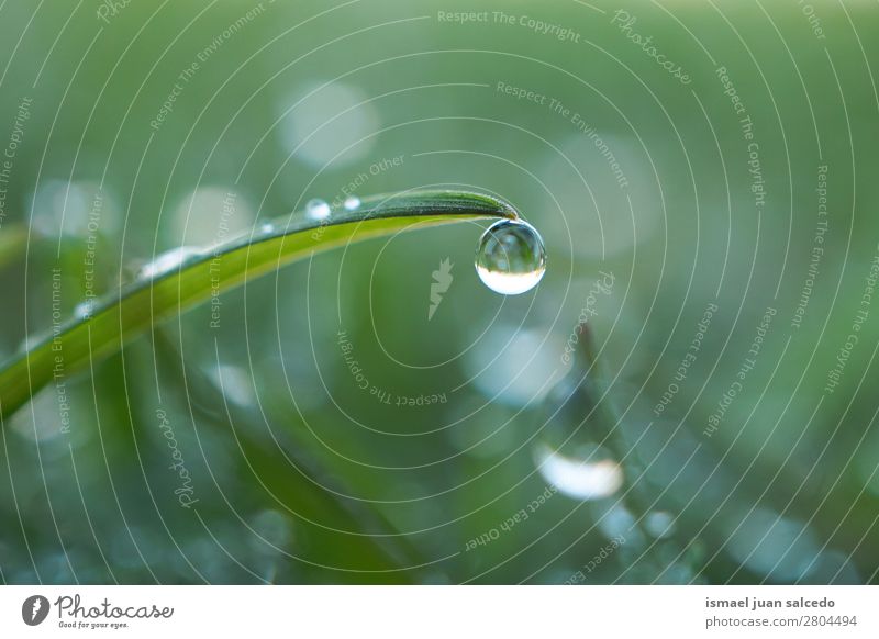 Tropfen auf das grüne Blatt Gras Pflanze Regen glänzend hell Garten geblümt Natur abstrakt Konsistenz frisch Außenaufnahme Hintergrundbild Beautyfotografie