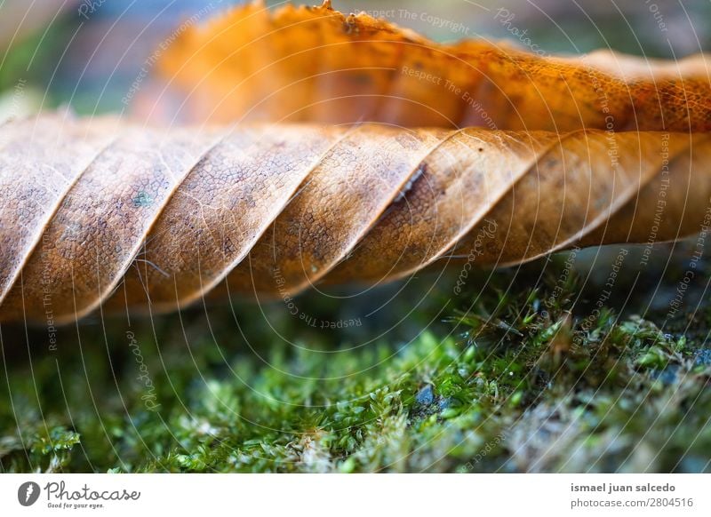 braune Baumblatttextur Blatt Natur abstrakt Konsistenz Außenaufnahme Hintergrundbild Beautyfotografie zerbrechlich Herbst Winter