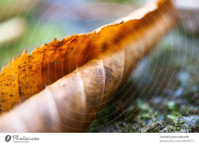 braune Baumblatttextur Blatt Natur abstrakt Konsistenz Außenaufnahme Hintergrundbild Beautyfotografie zerbrechlich Herbst Winter