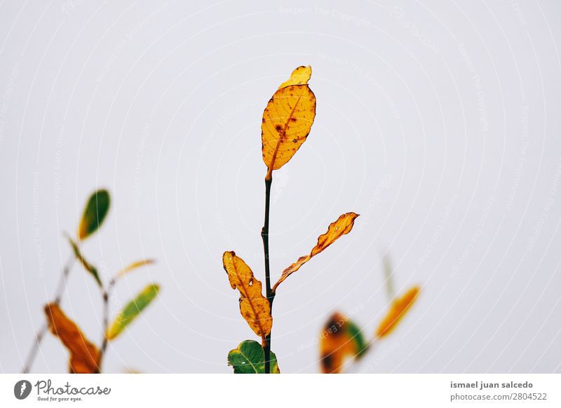 bunte Pflanzenblätter Blatt mehrfarbig Farbe Garten geblümt Natur Dekoration & Verzierung abstrakt Konsistenz frisch Außenaufnahme Hintergrund Beautyfotografie