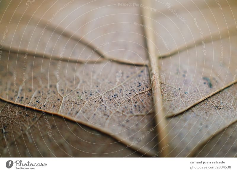 braune Blattstruktur Garten geblümt Natur Dekoration & Verzierung abstrakt Konsistenz frisch Außenaufnahme Hintergrund Beautyfotografie zerbrechlich Frühling