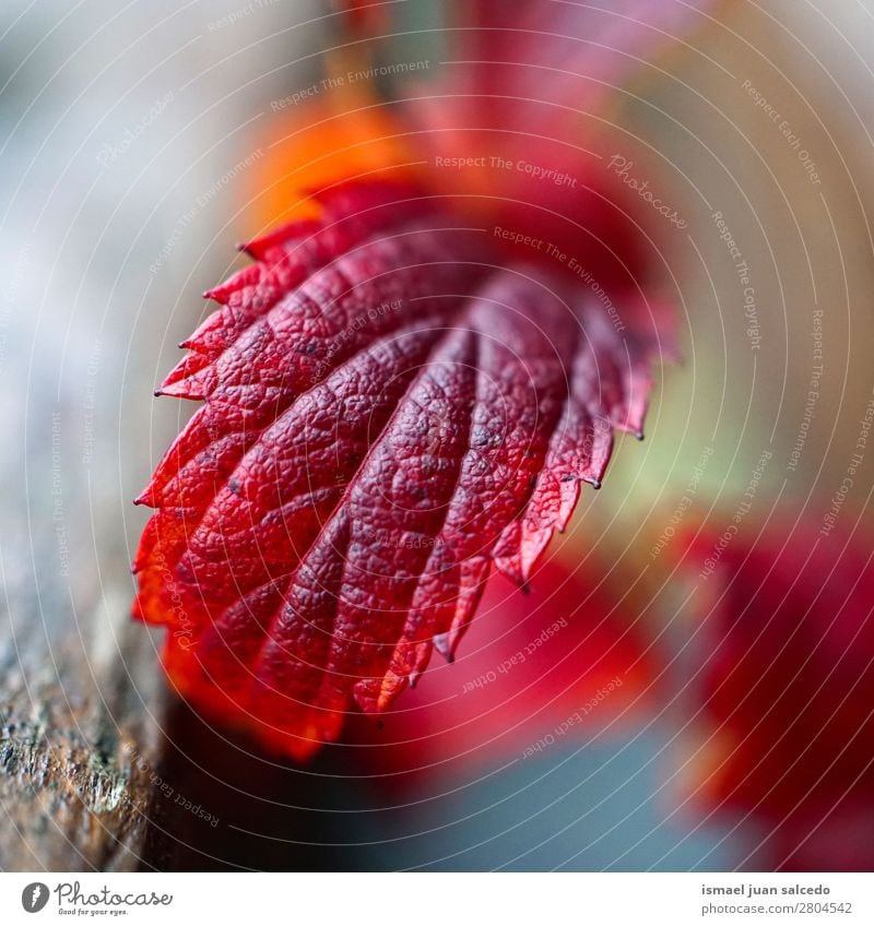 rote Pflanze Blatttextur Natur abstrakt Konsistenz Außenaufnahme Hintergrundbild Beautyfotografie zerbrechlich Herbst Winter