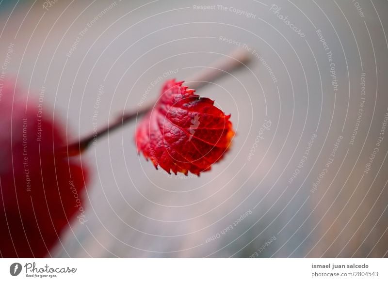 rote Pflanze Blatttextur Natur abstrakt Konsistenz Außenaufnahme Hintergrundbild Beautyfotografie zerbrechlich Herbst Winter