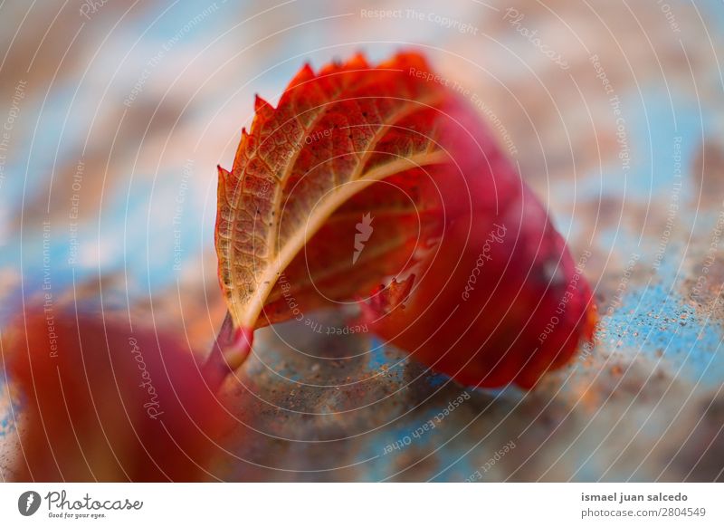 rotes Baumblatt Blatt Natur abstrakt Konsistenz Außenaufnahme Hintergrund Beautyfotografie zerbrechlich Herbst Winter