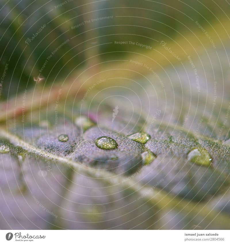 Tropfen auf das grüne Blatt Regentropfen Garten geblümt Natur Dekoration & Verzierung abstrakt Konsistenz frisch Außenaufnahme Hintergrund Beautyfotografie