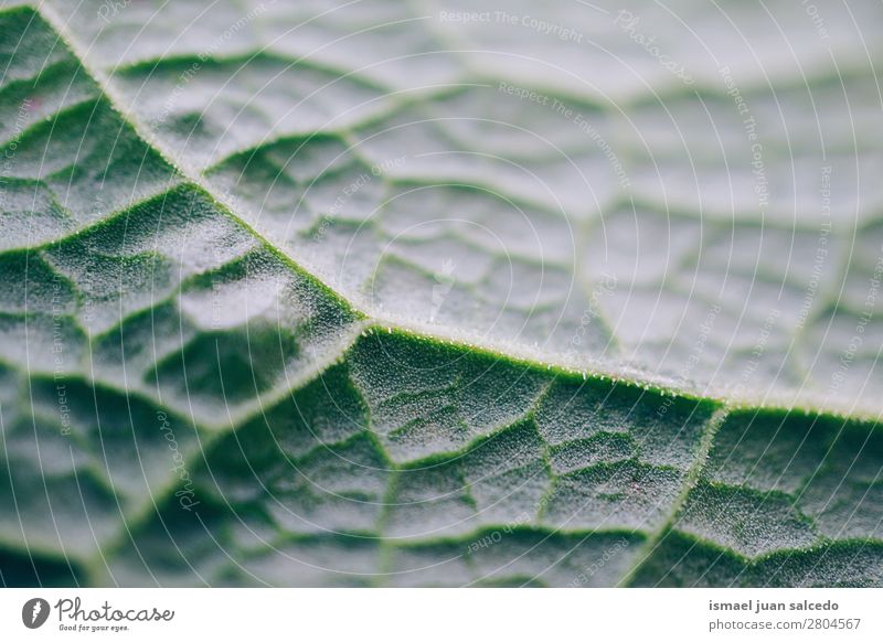 grüne Blatttextur Garten geblümt Natur Dekoration & Verzierung abstrakt Konsistenz frisch Außenaufnahme Hintergrund Beautyfotografie zerbrechlich Frühling