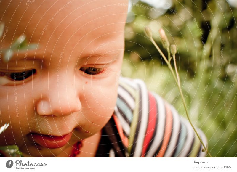 Damals... maskulin Baby Junge Gesicht 1 Mensch 0-12 Monate Natur Gras Neugier niedlich Glück Lebensfreude Frühlingsgefühle Interesse Abenteuer Erfahrung