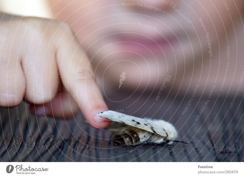 Hallo! Gehts dir gut???? Mensch feminin Kind Mädchen Haut Kopf Nase Mund Lippen Hand Finger Umwelt Natur Tier Wildtier Schmetterling Flügel 1 natürlich Motte