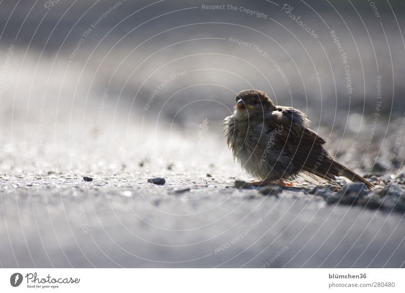 Ein Spatz pfeifft... HAPPY BIRTHDAY, GLÜCKIMWINKL Tier Wildtier Vogel Sperlingsvögel Tierjunges beobachten fliegen hören sitzen klein niedlich braun Feder