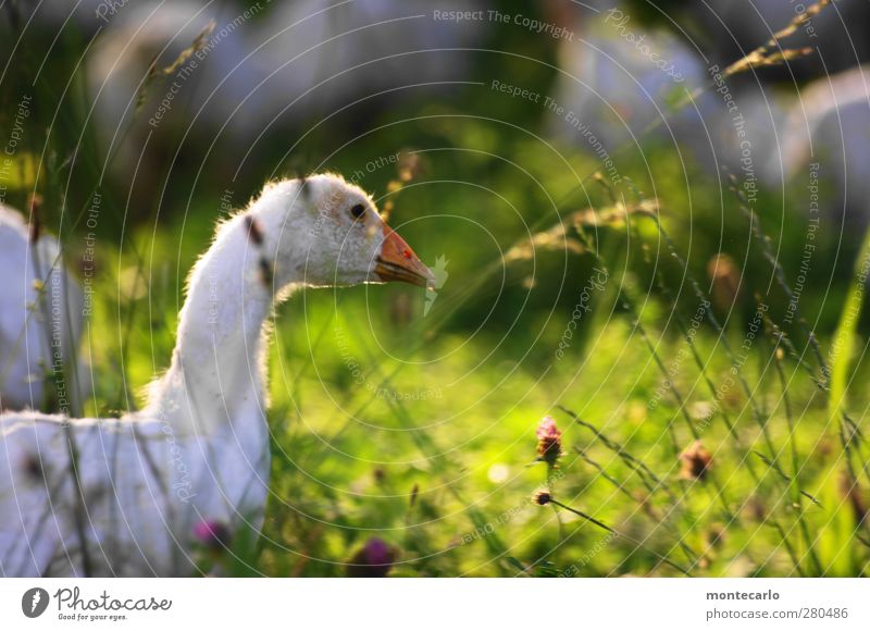 Viel Glück für " GLÜCKIMWINKL" Umwelt Natur Pflanze Sommer Schönes Wetter Gras Garten Tier Nutztier Vogel Gans 1 dünn authentisch kuschlig klein natürlich