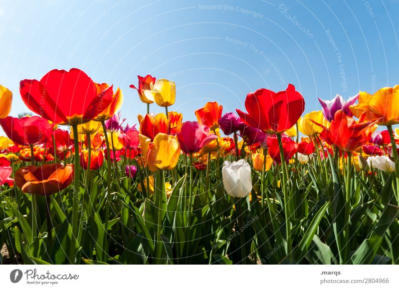 Tulpen Natur Pflanze Wolkenloser Himmel Frühling Schönes Wetter Blume Tulpenfeld Tulpenblüte Blühend schön Frühlingsgefühle Farbfoto Außenaufnahme Menschenleer