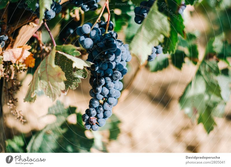 Schöner grüner Weinberg in Spanien Ernte Industrie Pflanze Blatt Landwirtschaft frisch Wachstum Landschaft Landen Frucht Garten Außenaufnahme produzieren Reihe