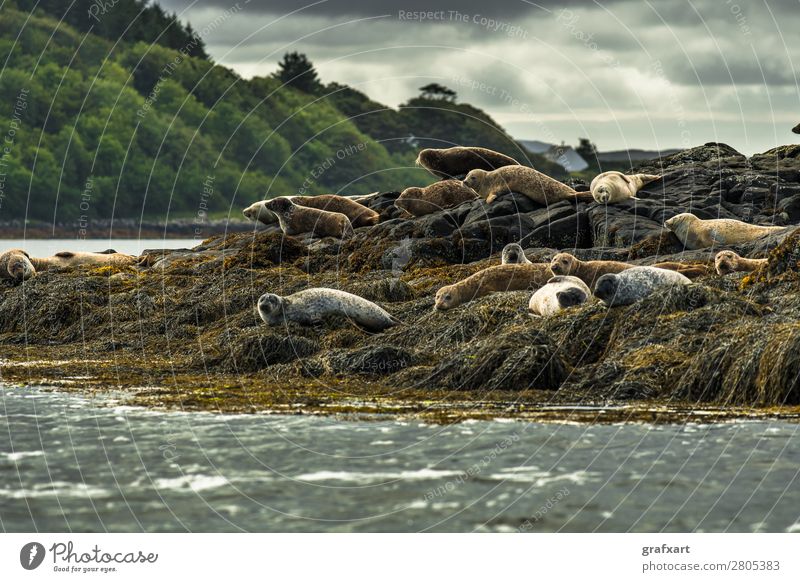 Seehunde bei Dunvegan Castle auf der Isle of Skye Lebewesen Atlantik Wachsamkeit biodiversität boot trip Erholung erhaltung Fleischfresser freilebend gefährlich