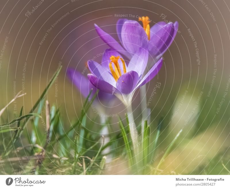 Krokusse in der Frühlingssonne Natur Landschaft Pflanze Sonnenlicht Schönes Wetter Blume Gras Blüte Wiese Blühend Duft leuchten Wachstum nah natürlich blau gelb