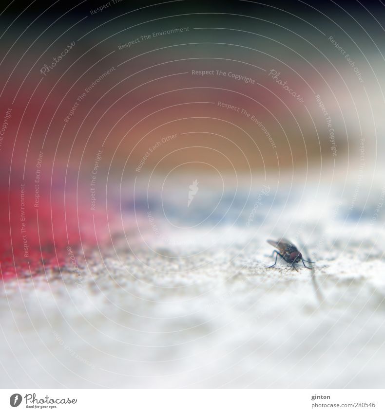 Fliege vor buntem Hintergrund Natur Tier Wildtier 1 Kunststoff beobachten stehen braun gelb grün violett rot weiß Farbfoto mehrfarbig Außenaufnahme