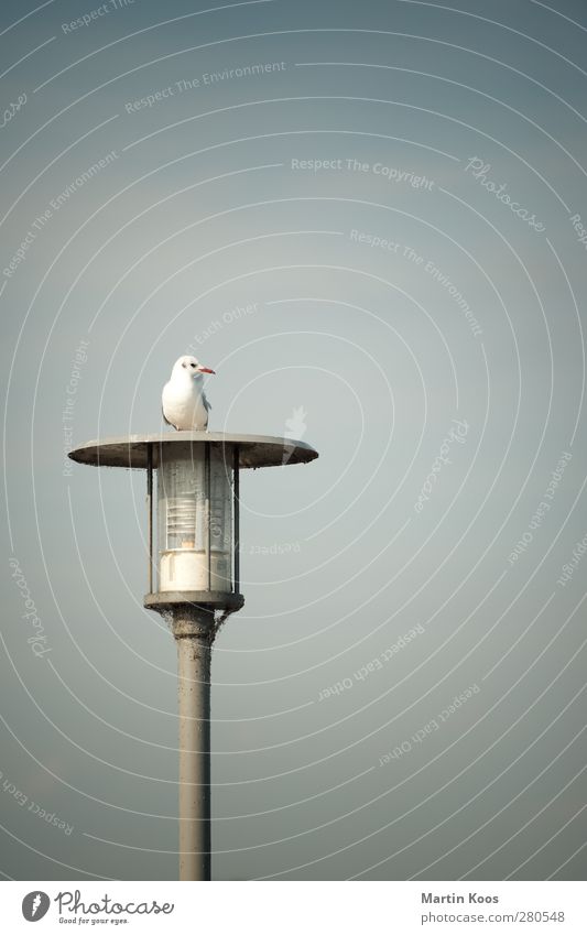 Plattform Tier Vogel Möwe 1 Laterne Blick sitzen blau weiß Farbfoto Gedeckte Farben Außenaufnahme Menschenleer Textfreiraum oben Hintergrund neutral Tag