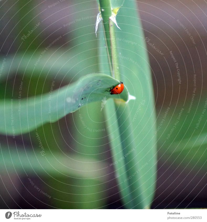 Mutschekiebchen Umwelt Natur Pflanze Tier Sommer Gras Blatt Wildpflanze Wildtier klein natürlich grün rot schwarz Marienkäfer Käfer Insekt Farbfoto mehrfarbig