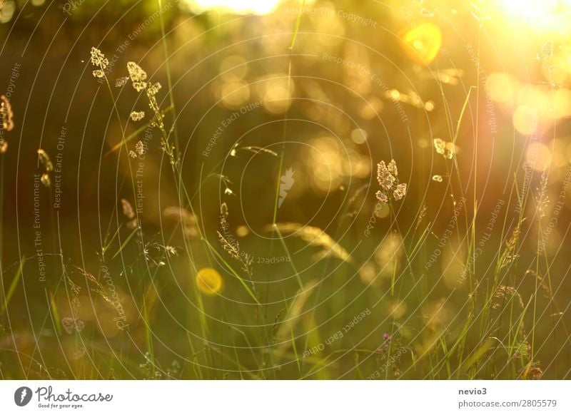 Gräser im sommerlichen Garten Umwelt Natur Frühling Sommer Gras Nutzpflanze Park Wiese schön natürlich gelb gold Lebensfreude Frühlingsgefühle Warmherzigkeit