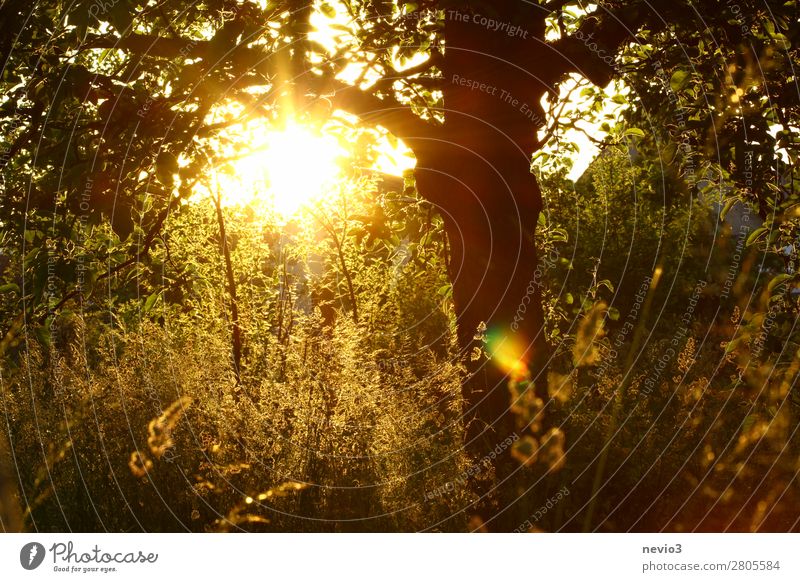 Sonnenuntergang im Garten Natur Schönes Wetter Pflanze Baum Gras Sträucher Grünpflanze Nutzpflanze Wildpflanze Park Wiese gelb Lebensfreude Frühlingsgefühle