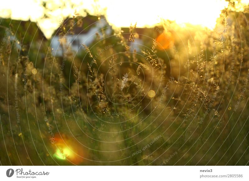 Ländliche Szenerie am Abend Natur Landschaft Sonnenaufgang Sonnenuntergang Sonnenlicht Frühling Sommer Schönes Wetter Gras gelb gold Frühlingsgefühle ländlich