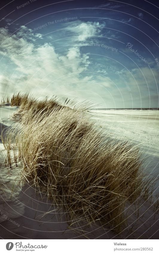 Spiekeroog | ...last year in april Umwelt Natur Landschaft Pflanze Erde Sand Himmel Wolken Sonne Sonnenlicht Frühling Schönes Wetter Strand Nordsee Insel