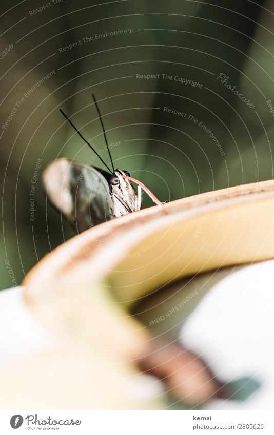 Schmetterling beim Essen Frucht Banane Ernährung Leben harmonisch Wohlgefühl Sommerurlaub Sonne Natur Tier Schönes Wetter Costa Rica Wildtier Fühler Rüssel 1