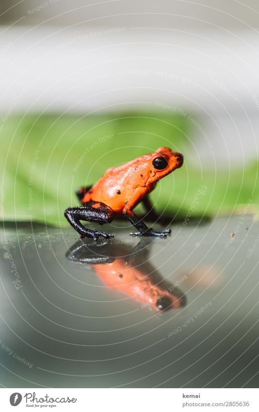 Kleiner roter Frosch (giftig) ruhig Freizeit & Hobby Ferien & Urlaub & Reisen Abenteuer Sommer Natur Tier Blatt Costa Rica Wildtier 1 Glas Blick sitzen