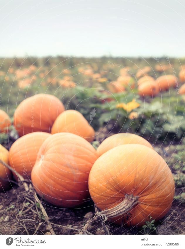 Kürbisfeld Lebensmittel Gemüse Ernährung Bioprodukte Umwelt Natur Landschaft Pflanze Feld natürlich orange Gesunde Ernährung Landwirtschaft Halloween Herbst