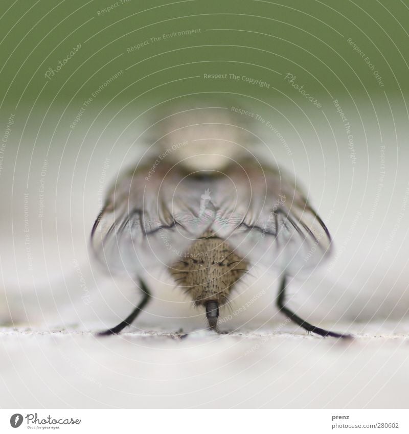 fly Umwelt Natur Tier Wildtier Fliege Flügel 1 grau grün Hinterteil Makroaufnahme Nahaufnahme Insekt Farbfoto Außenaufnahme Menschenleer Textfreiraum oben Tag