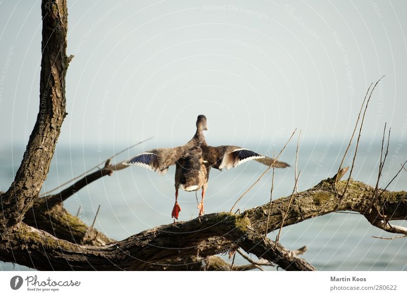 Start Tier Ente 1 Bewegung fliegen Beginn Horizont Leichtigkeit Natur rein Flügel Baumstamm Ast Meer Wasser Luft Wind Farbfoto Textfreiraum oben Tag