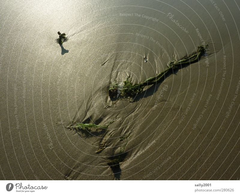 kunstvolles Watt... Strand Meer Umwelt Sand Wattenmeer Ebbe Gezeiten liegen Kraft ruhig Seil Strandgut Dämmerung Abenddämmerung Spuren Farbfoto Außenaufnahme