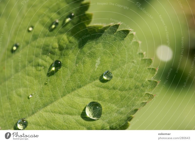 Frauenmantel Alchemilla vulgaris Kräuter & Gewürze Tee Gesundheit Alternativmedizin Medikament Natur Pflanze Wasser Wassertropfen Sonnenlicht Sommer Blatt