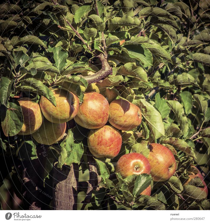 Apfelbaum Lebensmittel Frucht Ernährung Bioprodukte Vegetarische Ernährung Gesundheit Ausflug Erntedankfest Landwirtschaft Forstwirtschaft Umwelt Natur Pflanze