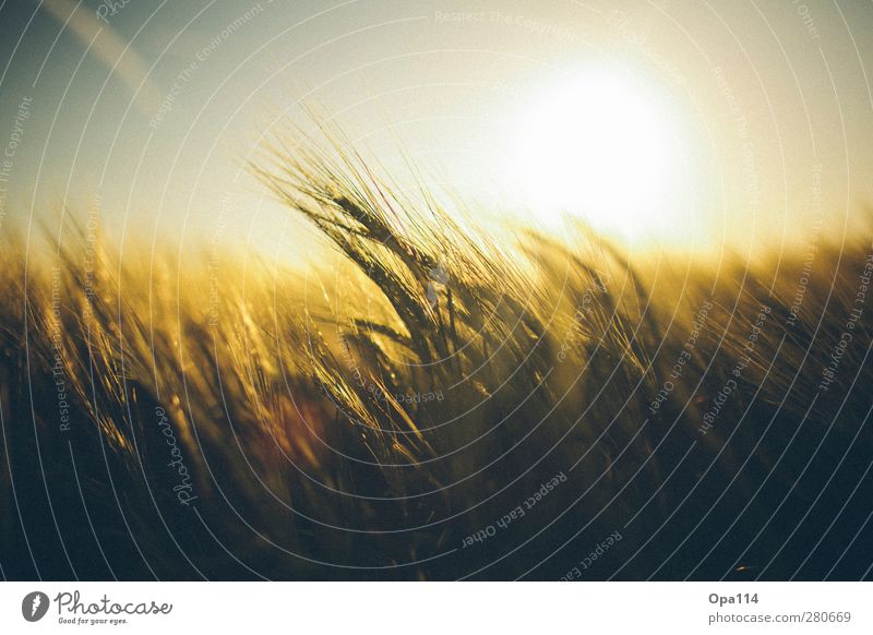 Golden Light Umwelt Natur Landschaft Pflanze Tier Himmel Sonnenaufgang Sonnenuntergang Sonnenlicht Sommer Klima Wetter Schönes Wetter Nutzpflanze Feld atmen