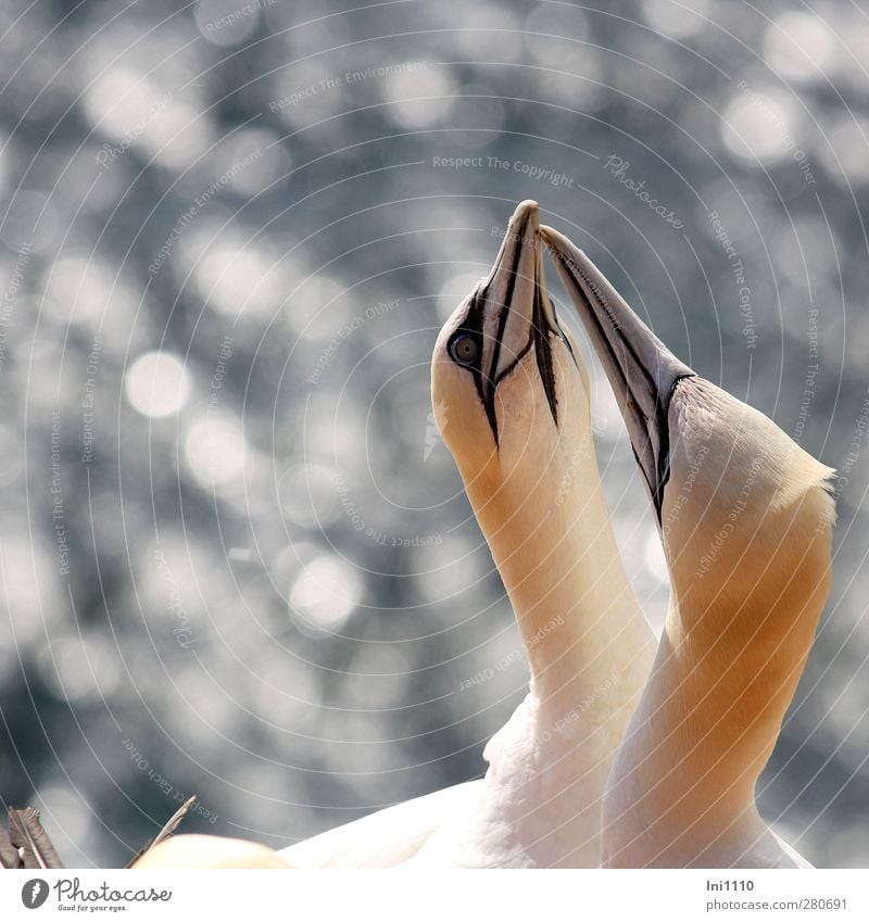 Basstölpelpaar Natur Tier Sommer Wind Küste Nordsee Insel Helgoland Wildtier Vogel Paar Schnabel Kopf Hals Feder Gefieder 2 berühren glänzend Kommunizieren