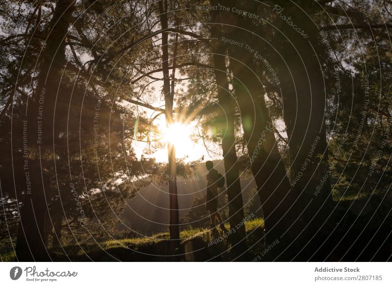 Abenteuerlustiger Mann im Wald an einem sonnigen Frühlingstag Natur laufen Berge u. Gebirge Trekking Mensch Jugendliche Sonnenstrahlen wandern Park schön