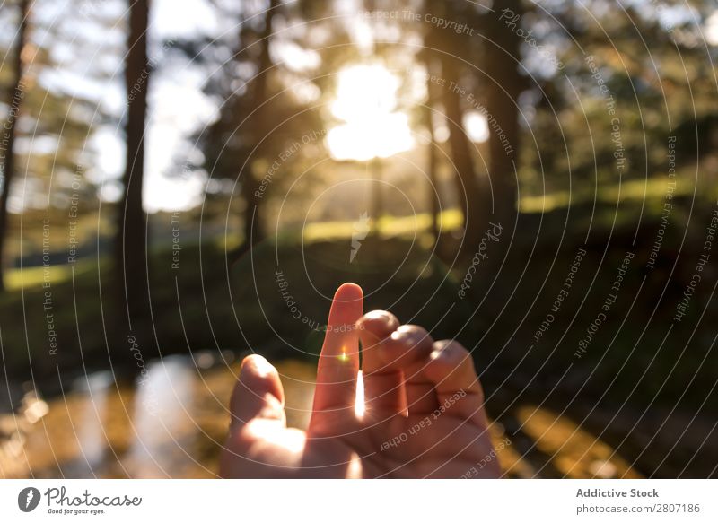 Sonne durch die Finger bei Sonnenuntergang im Wald Hand Sonnenlicht Landschaft Hintergrundbild Silhouette Natur Sonnenaufgang Licht Sommer Feld Erholung Szene