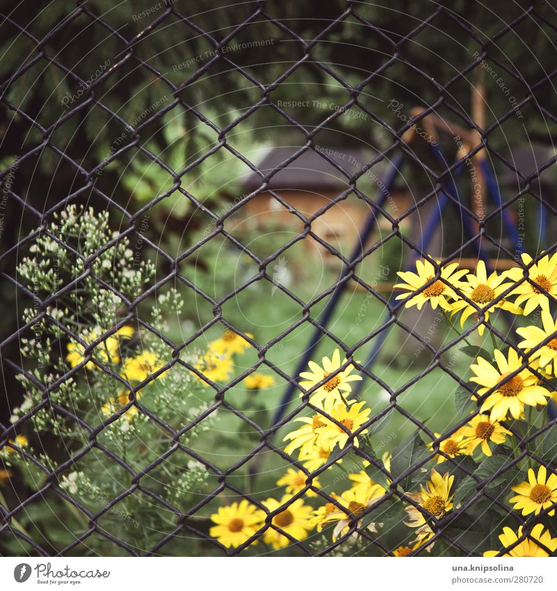 eingezäunt II ruhig Freizeit & Hobby Umwelt Natur Blume Blüte Zaun Maschendraht Blühend Wachstum natürlich wild Schrebergarten Kleingartenkolonie Gartenhaus