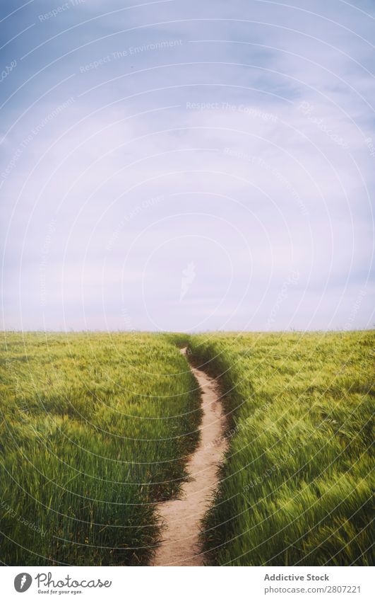 Schotterstraße in der Weizenfeld-Frühlingslandschaft - Vertikal Feld Mais Straße grün Landschaft Jahreszeiten ländlich Natur Landwirtschaft Himmel frisch Länder