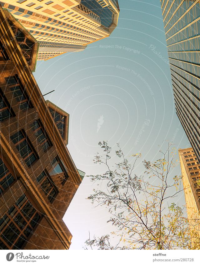 es herbstelt Wolkenloser Himmel Sonnenlicht Herbst Schönes Wetter Baum St. Louis USA Stadt Hochhaus Fassade Gold Farbfoto Außenaufnahme Textfreiraum Mitte