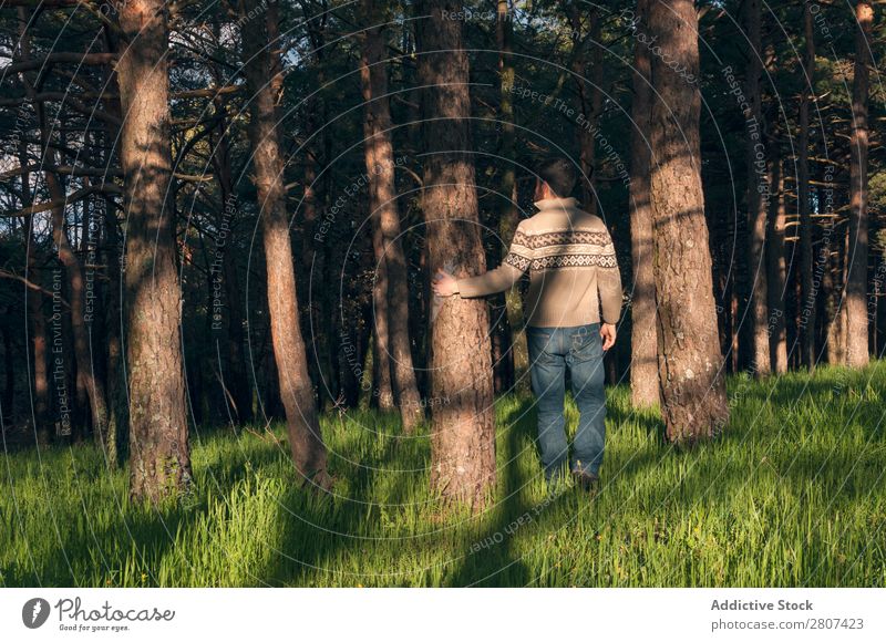 Junger Mann im Wald genießt einen sonnigen Nachmittag. Gras Park Kiefern Frühling Lifestyle Tag Natur grün Mensch Hintergrundbild Sonne Gelassenheit Freiheit