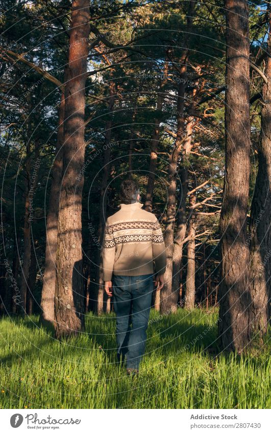 Junger Mann im Wald genießt einen sonnigen Nachmittag. Gras Park Kiefern Frühling Lifestyle Tag Natur grün Mensch Hintergrundbild Sonne Gelassenheit Freiheit