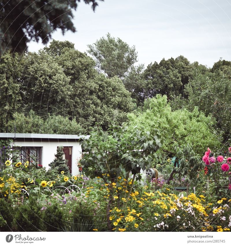 des gärtners blütenpracht Freizeit & Hobby Garten Umwelt Natur Pflanze Baum Blume Gartenhaus Blühend Wachstum natürlich viele wild grün Kleingartenkolonie