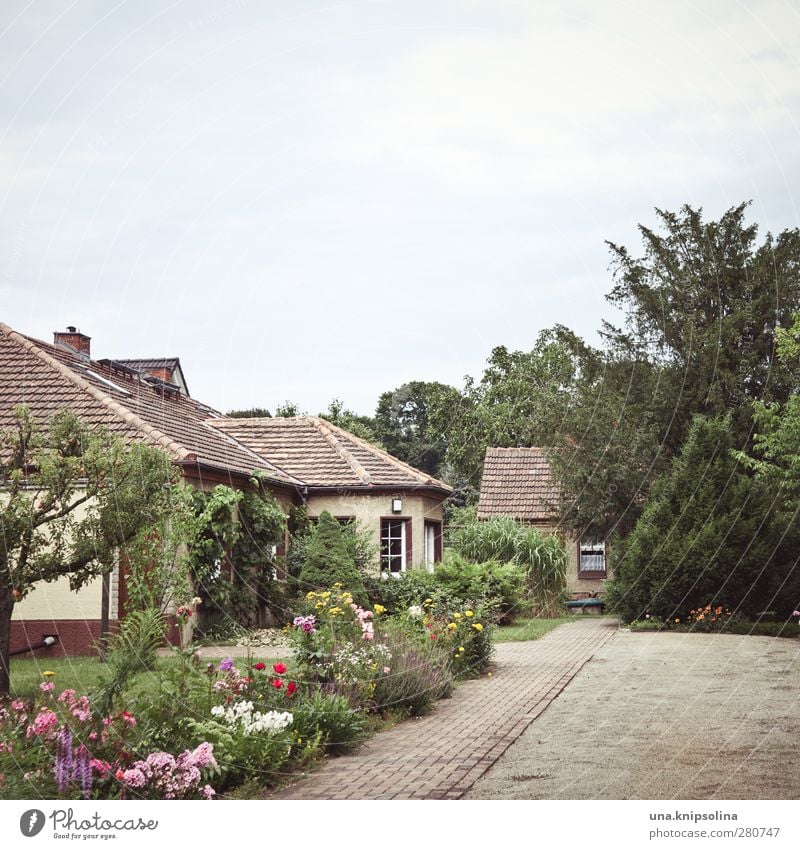 freiraum Freizeit & Hobby Häusliches Leben Haus Garten Umwelt Natur Pflanze Baum Blume Sträucher Einfamilienhaus Platz Gartenhaus Blühend natürlich trist Stadt